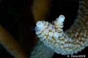 Acropora cervicornis-Bonaire 1000steps-3m-20180222-Denis-ADER-DSC_7502_tn
